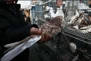 برخورد جدی دامپزشکی شهرستان مشهد با پرنده فروشان دوره گرد و فاقد مجوز بهداشتی فعالیت